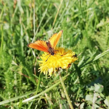 度假居 Kolmanovci